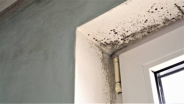 Best Mold Damage Restoration  in Greens Farms, CT