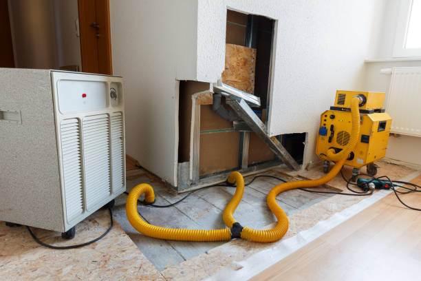 Best Black Mold Removal  in Greens Farms, CT