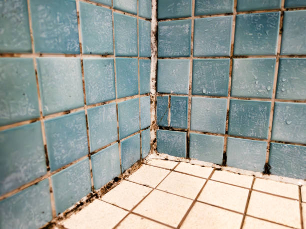 Trusted Greens Farms, CT Mold Removal Experts