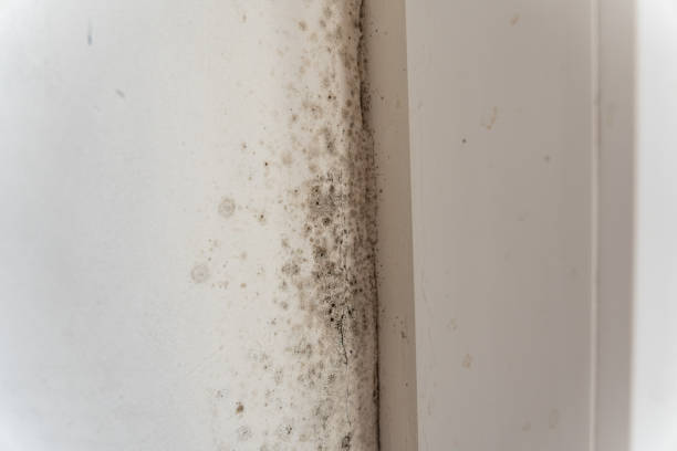 Best Crawl Space Mold Remediation  in Greens Farms, CT